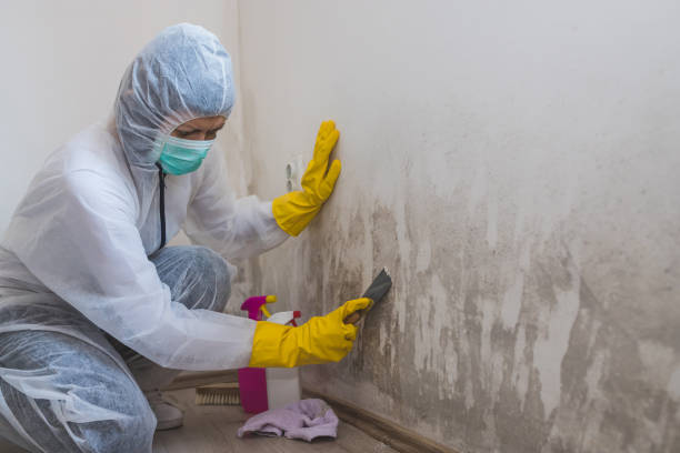 Best Mold Damage Restoration  in Gberts, IL