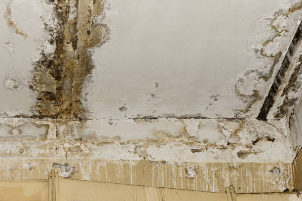 Mold Remediation for Vacation Homes in Gilberts, IL