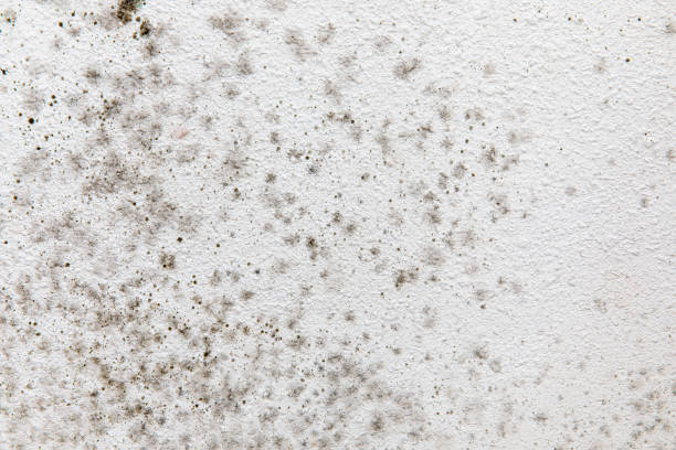 Best Air Quality Testing for Mold Spores  in Gberts, IL